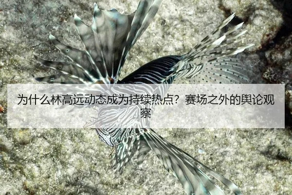 为什么林高远动态成为持续热点？赛场之外的舆论观察